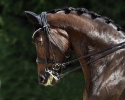 stallion Keltenfuerst (Trakehner, 2009, from Grafenstolz)