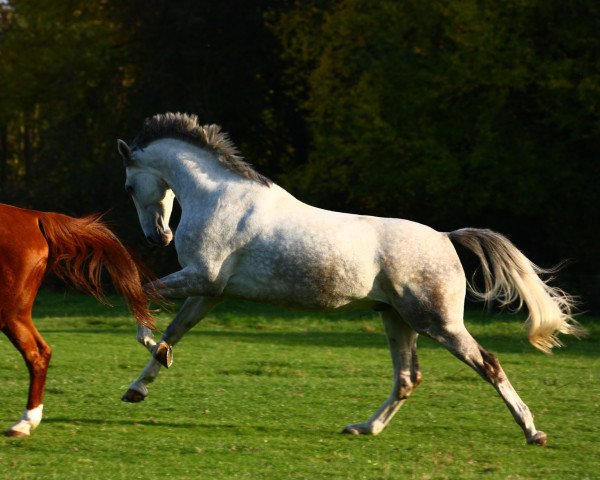 dressage horse Enjoymakis (Westphalian, 2002, from Ehrenwort) dressage horse Enjoymakis (Westphalian, 2002, from Ehrenwort)