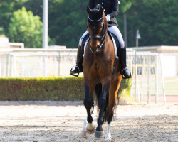 dressage horse Royal Ruby 3 (Zweibrücken, 2008, from Rascalino)