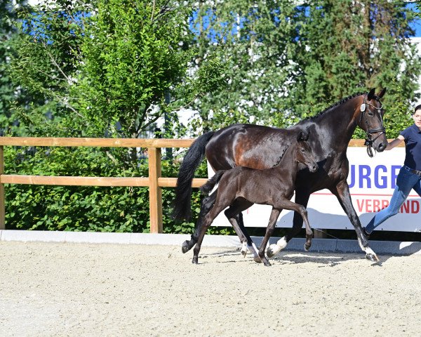 horse Chandrani (Oldenburg show jumper, 2022, from Cornet de Semilly)