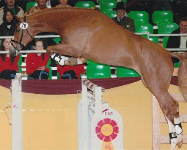 stallion Amantinus (Westphalian, 2008, from Amantino)