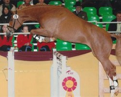 stallion Amantinus (Westphalian, 2008, from Amantino)