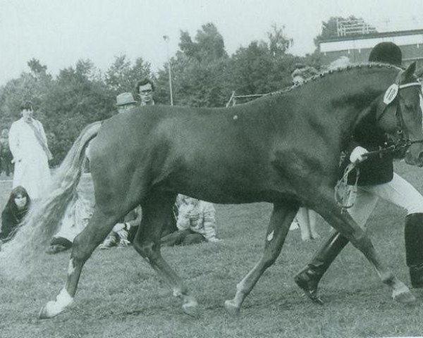 Deckhengst Leonardo (Deutsches Reitpony, 1978, von Landmark) Deckhengst Leonardo (Deutsches Reitpony, 1978, von Landmark)