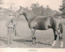 Deckhengst Amphion xx (Englisches Vollblut, 1886, von Rosebery xx)