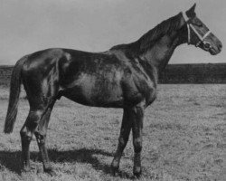 stallion Goody xx (Thoroughbred, 1942, from Admiral Drake xx)