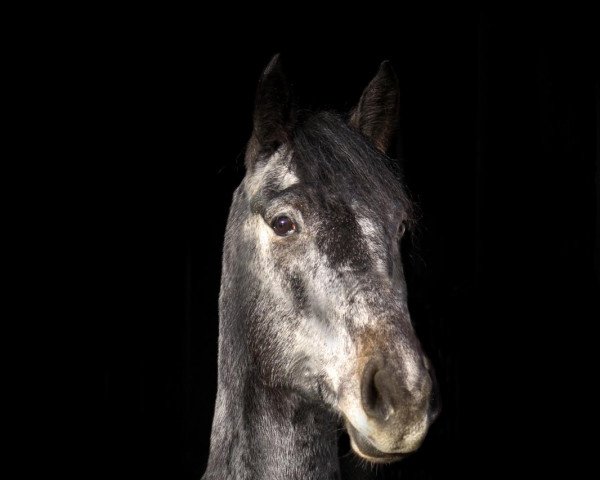 horse Diachester (Hanoverian, 2018, from Diacontinus)