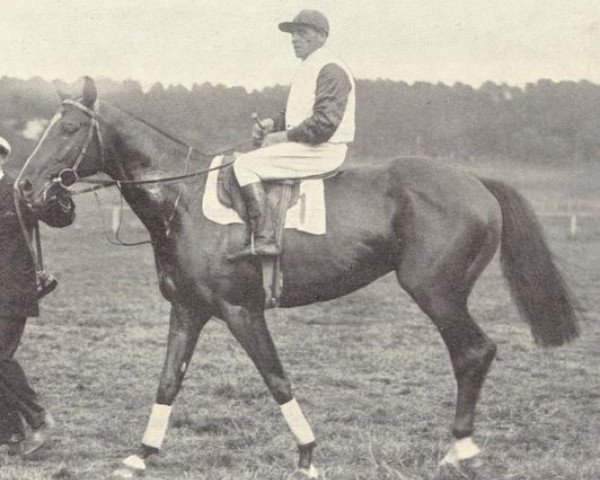 stallion Printonan Boy xx (Thoroughbred, 1920, from Printonan xx)