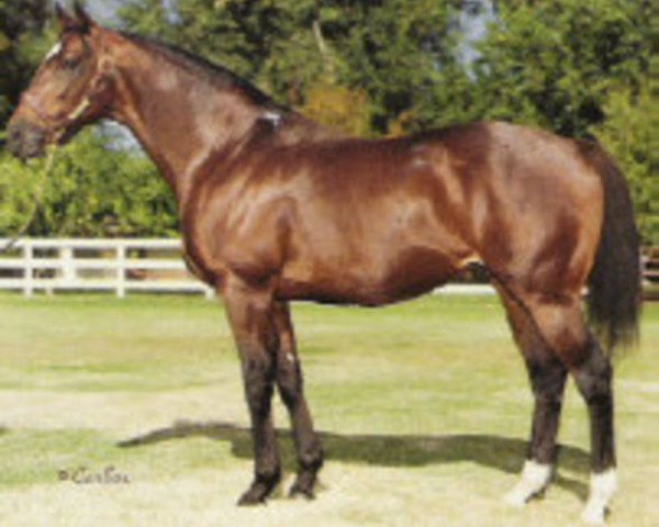 stallion Dance in Time xx (Thoroughbred, 1974, from Northern Dancer xx)