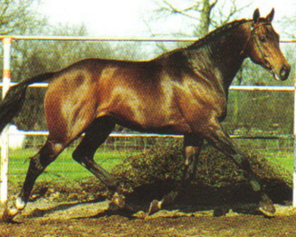 stallion Sit This One Out xx (Thoroughbred, 1983, from Dance in Time xx)