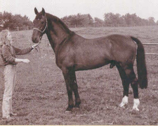Deckhengst Irco Marco (KWPN (Niederländisches Warmblut), 1971, von Irco Polo)