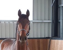 Springpferd Crocket Zsz (Oldenburger Springpferd, 2016, von Crown Z)