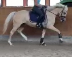 broodmare Kalani R (German Riding Pony, 2019, from Casino Gold)