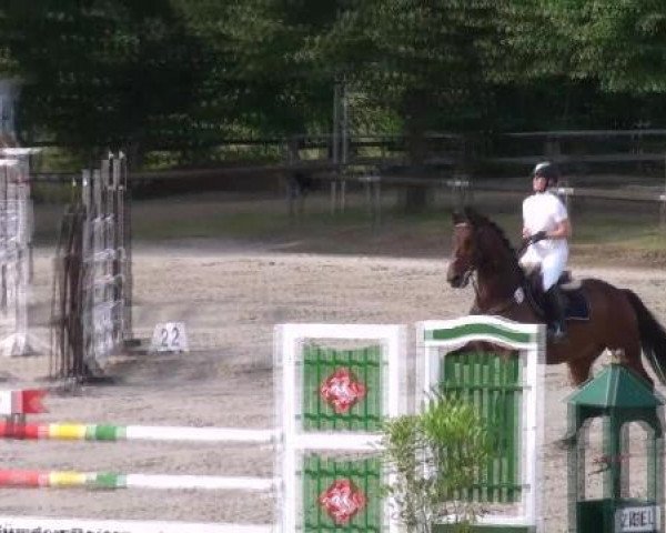 jumper El Carinjo (Hanoverian, 2003, from El Bundy) jumper El Carinjo (Hanoverian, 2003, from El Bundy)