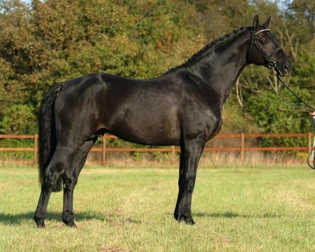 Deckhengst Last Liberty (Oldenburger, 1993, von Lord Liberty)