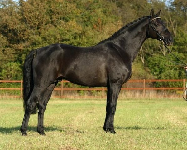 stallion Last Liberty (Oldenburg, 1993, from Lord Liberty)