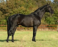 stallion Last Liberty (Oldenburg, 1993, from Lord Liberty)