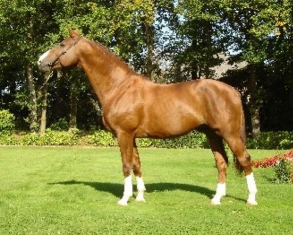 stallion Gold de Becourt (Selle Français, 1994, from Voltaire)