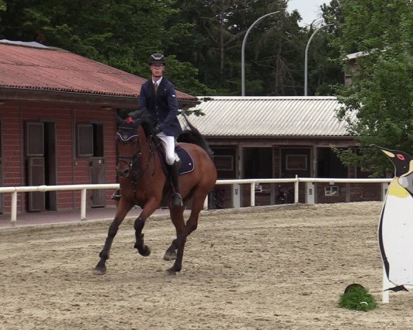 Reitturnier Haren-Raken 2022