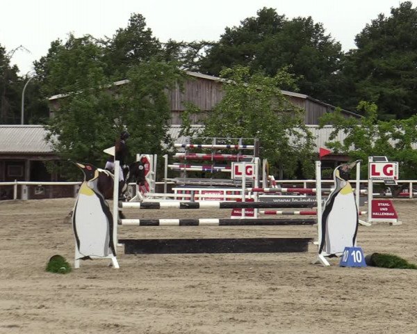 Reitturnier Haren-Raken 2022