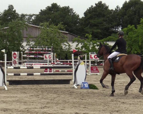 Reitturnier Haren-Raken 2022