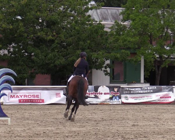 Reitturnier Haren-Raken 2022