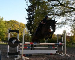 jumper Canturini (Holsteiner, 2013, from Canturo)