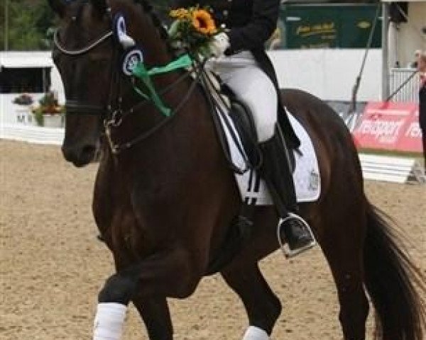 Dressurpferd Reve En Noir (Hannoveraner, 2003, von Riccione)