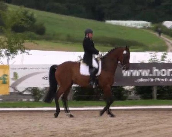 dressage horse Wolkenstein 14 (Bavarian, 2000, from Werther's Wels)