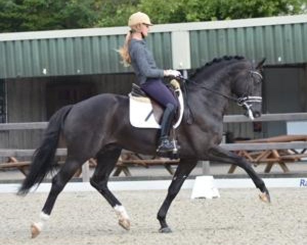 Deckhengst Duval's Capri Sonne Jr (KWPN (Niederländisches Warmblut), 2007, von Rhodium)