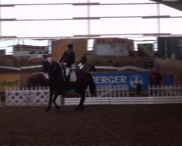 Dressage horse Collin 52 (Hanoverian, 2003, from Conteur)
