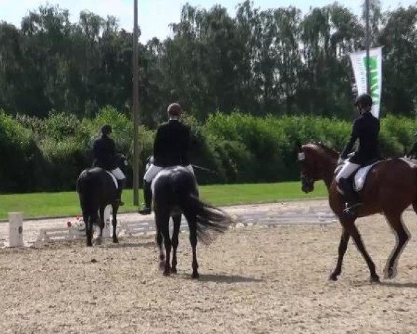 dressage horse Witch 32 (Oldenburg, 2001, from Wachhorst)