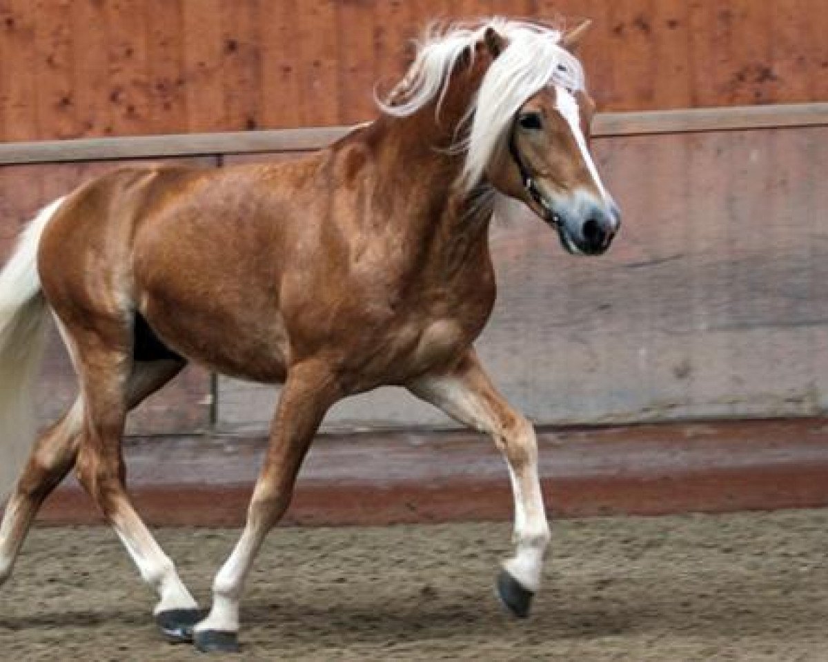 stallion Adelshüter (Haflinger, 2003, from Amsterdam)