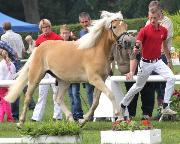 broodmare Argentina (Haflinger, 2009, from Adelshüter)