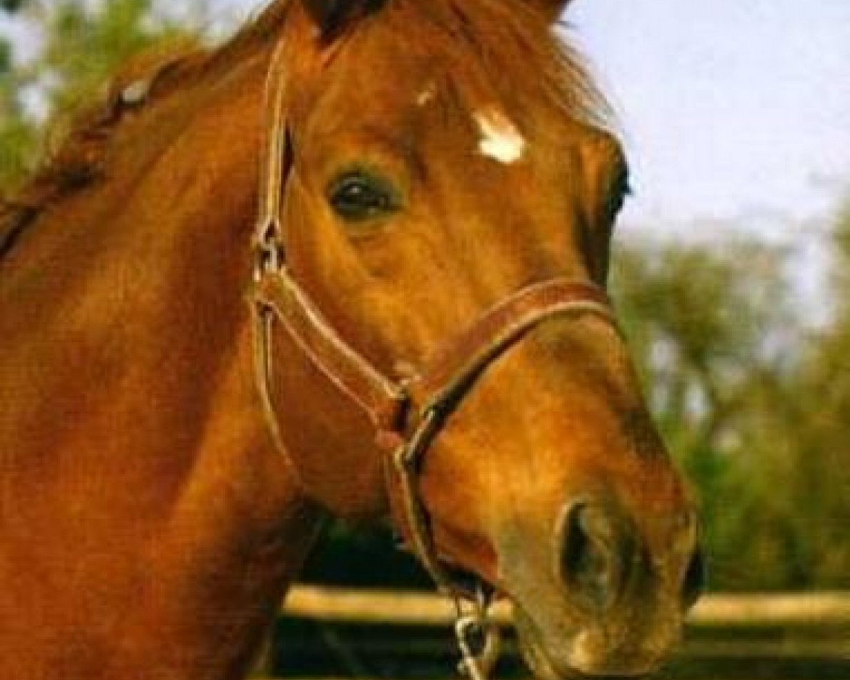 Deckhengst Desir Du Chateau (Selle Français, 1991, von Quidam de Revel)