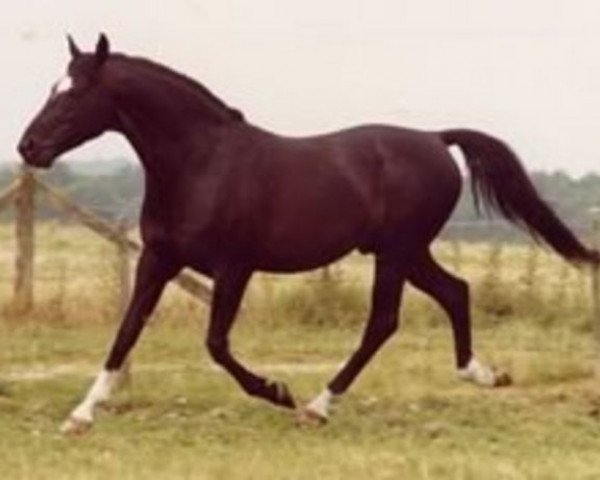 stallion Fleetwater Opposition (Trakehner, 1977, from Danube (Donausturm))