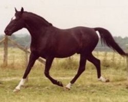 stallion Fleetwater Opposition (Trakehner, 1977, from Danube (Donausturm))