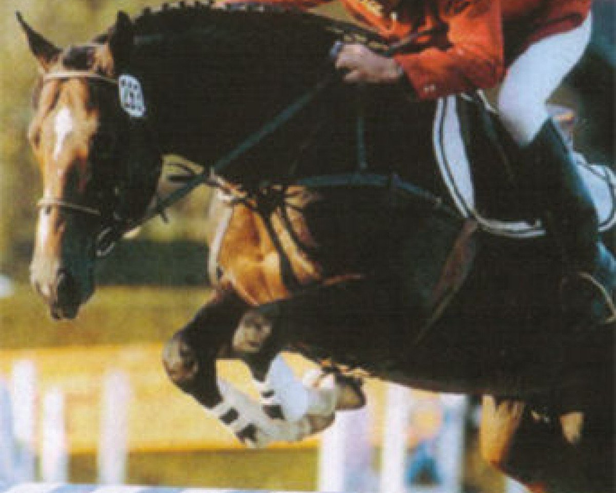 Deckhengst Karacondo (Belgisches Warmblut, 1987, von Lys de Darmen)