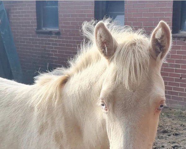 horse Glücksstern ST (German Riding Pony, 2021, from Genesis BL)