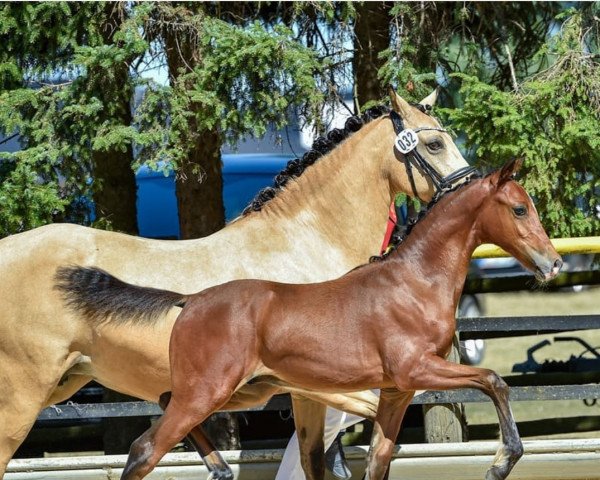horse Cantaras Dancer (German Riding Pony, 2019, from Can Dance 3)