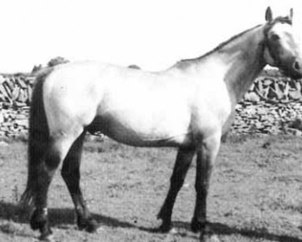 Deckhengst Carna Dun (Connemara-Pony, 1948, von Little Heaven xx) Deckhengst Carna Dun (Connemara-Pony, 1948, von Little Heaven xx)