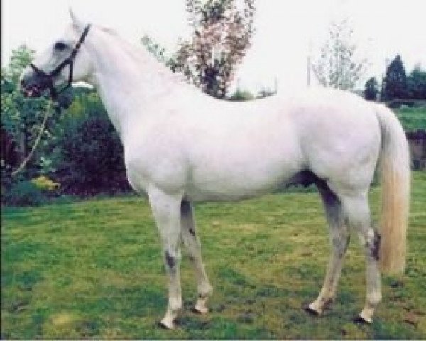 stallion Portrait Gallery xx (Thoroughbred, 1990, from Sadler's Wells xx)