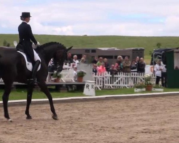 dressage horse Sole Mio 5 (Westphalian, 2004, from Show Star)