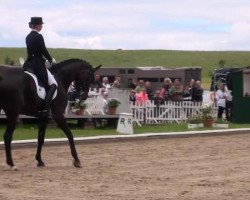 dressage horse Sole Mio 5 (Westphalian, 2004, from Show Star)