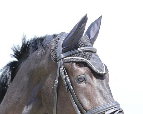Dressurpferd Freya B (Deutsches Sportpferd, 2019, von Freiherr von Stein)