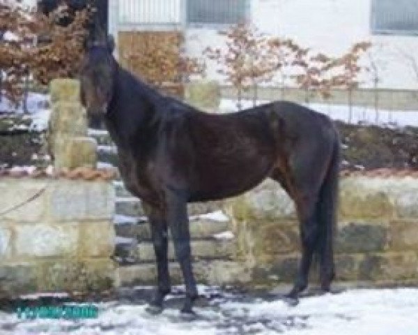 Pferd Marcham xx (Englisches Vollblut, 1988, von Sadler's Wells xx)