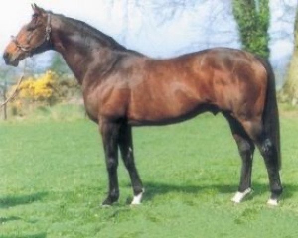 stallion Sonus xx (Thoroughbred, 1989, from Sadler's Wells xx) stallion Sonus xx (Thoroughbred, 1989, from Sadler's Wells xx)