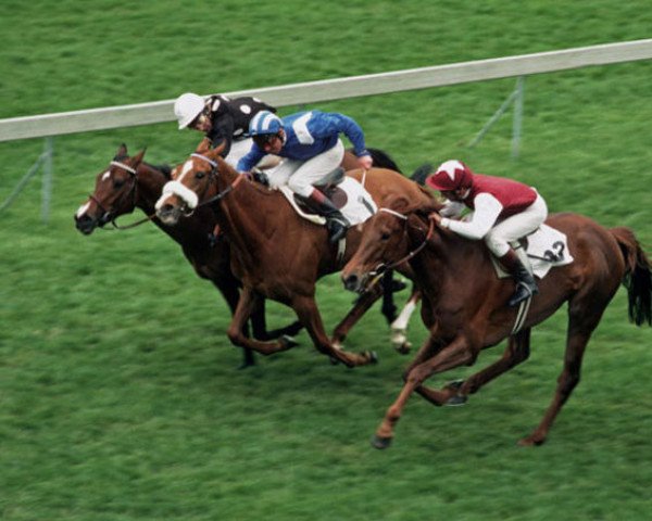 broodmare Bella Colora xx (Thoroughbred, 1982, from Bellypha xx)