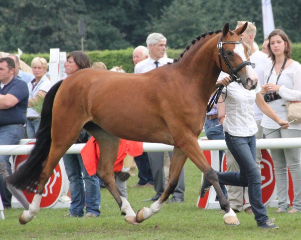 Zuchtstute Dieliebe (Deutsches Reitpony, 2009, von Donnerwetter)