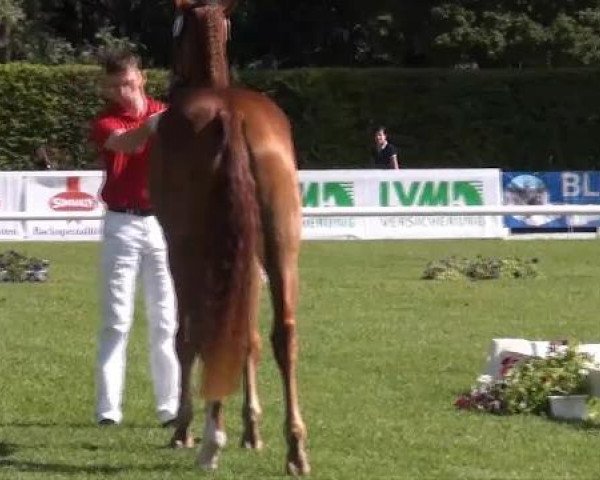 broodmare Baccara (Westphalian, 2009, from Beltoni)