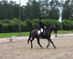 dressage horse Robby Lee (Holsteiner, 1992, from Romino)